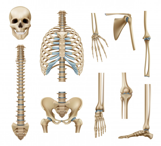 Arriba 33+ Imagen de fondo how long is the smallest bone in the human body El último