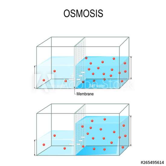 What is Osmosis in Biology for Kids? Definition, Examples and Everything  Else You Need to Know