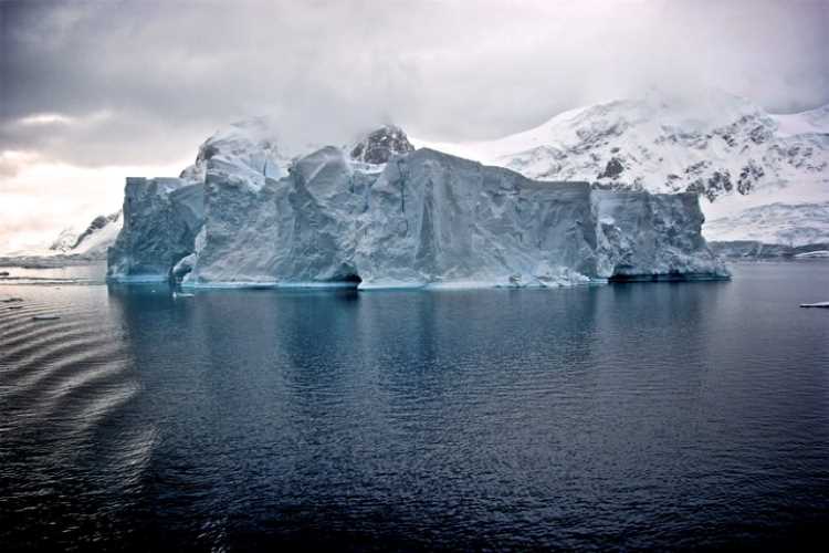Facts about Antarctica Animal