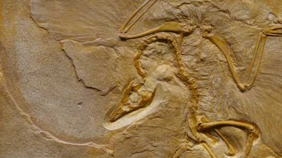 What are Fossils and the History of Fossils? Types of Fossils and Its  Significance for Kids